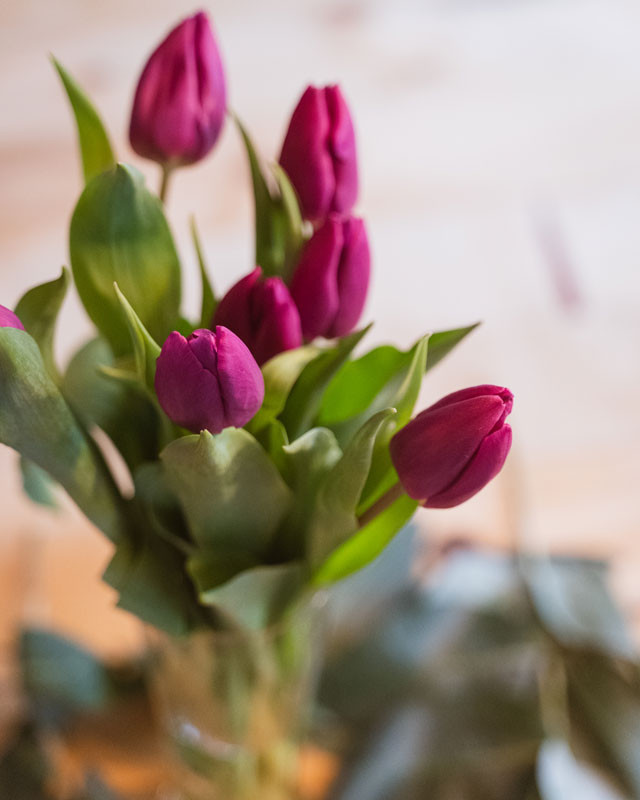 Pinke Tulpen für Öffnungszeiten Feiertage in Mai